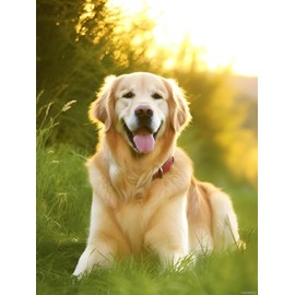 HMDIIMGE DIY Animal Diamond Painting, A Happy Golden Retriever Diamond Painting Kits for Adults, Dog Full Circle Diamond Art Kits, for Room Decor Home Wall Decor 12x16 inch