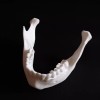 MiniMex 3D Modelo Anatómico Mandíbula 1:1 Y Mini-implante Impresos 3d