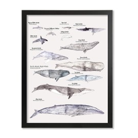 Whales Of The World Watercolor Print Oceanic Life Animal Wall Art Educational Whale Comparison Chart Watercolor Wall Decor Nautical Wall Art Beach House Decor Bathroom Decor