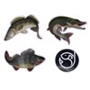 PetrisCatch Set of 5 Fluorocarbon Leaders with Carabiner for Pike,