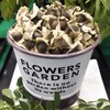 Moringa Seeds with Easy to Understand Cultivation Method, Planting Planter,