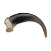 Skulls Unlimited Grizzly Bear Claw, X-Large (10.5cm) (Museum Quality Replica)