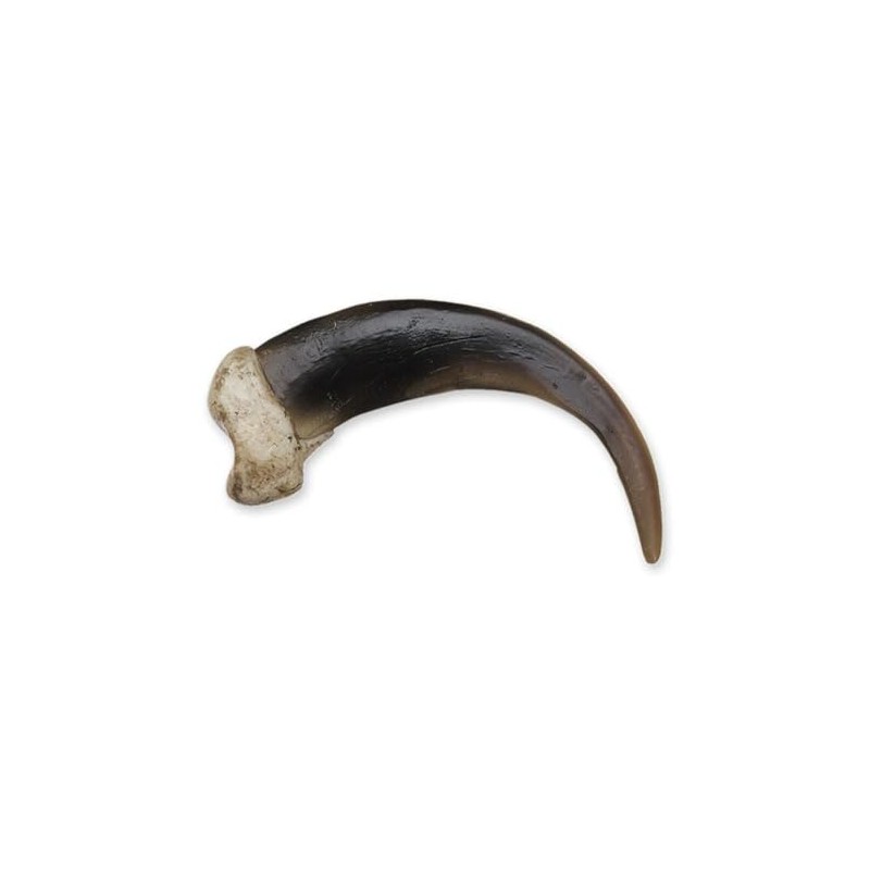 Skulls Unlimited Grizzly Bear Claw, X-Large (10.5cm) (Museum Quality Replica)