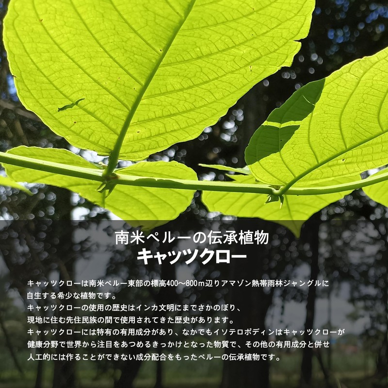 キャッ茶 キャッツクローリーフティー 1.5g×30包入り ペルー産キャッツクローリーフ１００％ ノンカフェイン ハーブティー 健康茶 （国内製造）