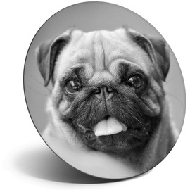 Destination Vinyl ltd Magnet for Refrigerator, Fridge BW - Cute Pug Dog Puppy Funny Animal for Office, Cabinet and Whiteboard, Magnetic Stickers, 43408