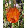 Cactus Epiphyllum Spiced Takuan in 4 inch pots / Orchid
