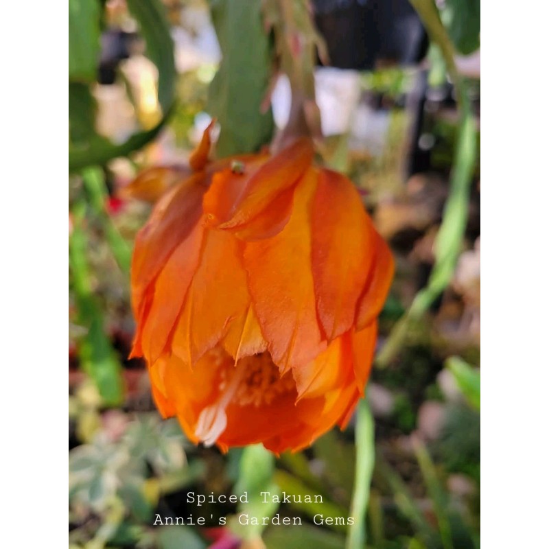Cactus Epiphyllum Spiced Takuan in 4 inch pots / Orchid