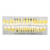 1:1 Scale Permanent Tooth Model 32pcs Dual Colors Permanent Resin
