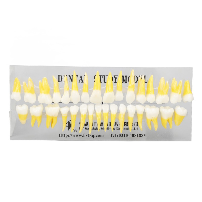 1:1 Scale Permanent Tooth Model 32pcs Dual Colors Permanent Resin