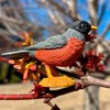 Toob - Backyards Birds