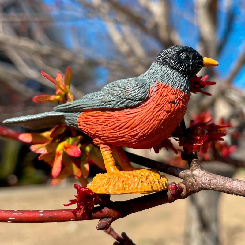 Toob - Backyards Birds
