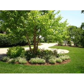 River Birch Tree - Provides Filtered Shade - Live Plant Shipped 2 to 3 Feet Tall by DAS Farms