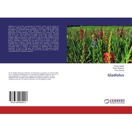Gladiolus