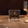 Taxidermy Bat, Real Bat Specimens Animal Specimen in Resin for