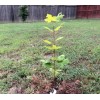 Tree Sun Valley Red Maple Tree - 12-24" Tall -