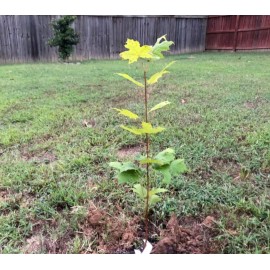Tree Sun Valley Red Maple Tree - 12-24" Tall - Quart Pot - Live Plant - Ships Potted