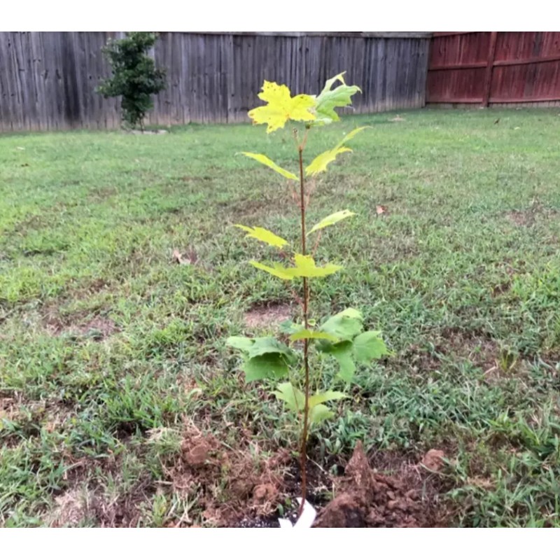 Tree Sun Valley Red Maple Tree - 12-24" Tall -