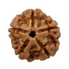 Naisha 5 Mukhi Himalayan Nepali Rudraksha | Five Faced Rudraksha