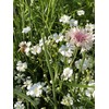 Mountain View Seeds 100571 Shady Wildflowers, Assorted