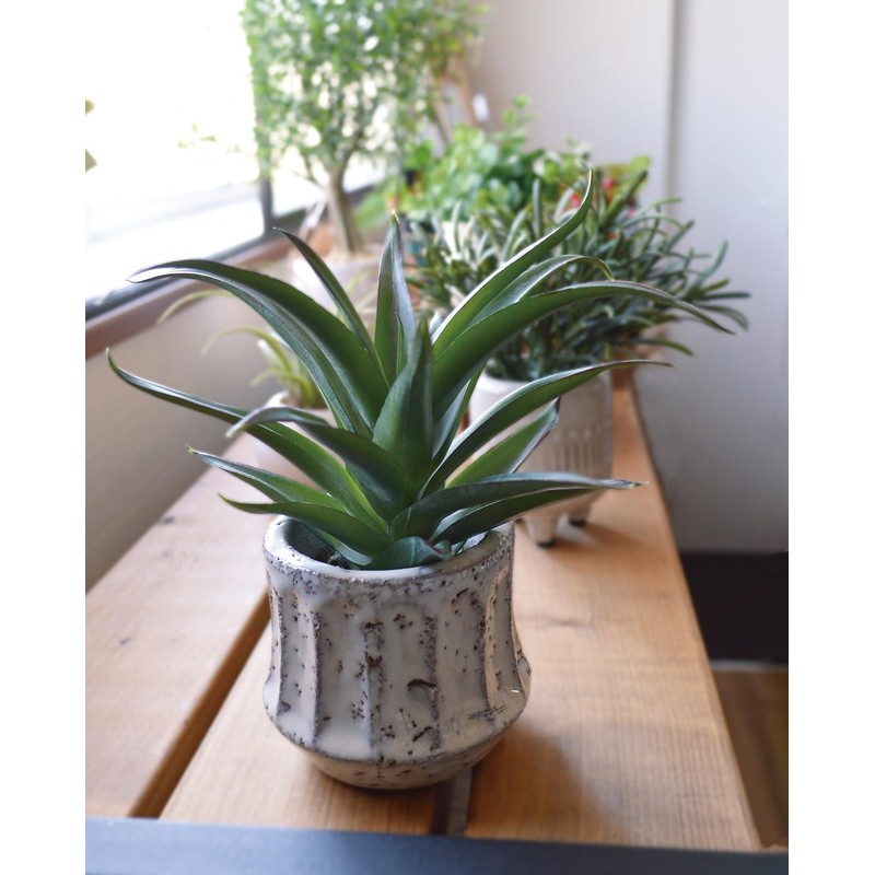 KI Japan 168744 Epeepot Aloe