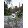 Star Dandelion LED Grave Light White / Black