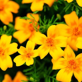 Marigold Seeds - Signata - Gem Series - Golden - 100 Seed Packet - Tagetes tenuifolia - Non-GMO, Open Pollinated - Flower Gardening