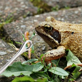 Vanyibro Reptile Feeding Clip Tongs,Long Handle Pet Raising Feeding Tool for Various Reptiles,25CM