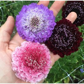 FUN AND GROW SEEDS: Seeds Pincushion Flower Mix Scabiosa Annual Flowers