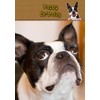 Boston Terrier Birthday Card