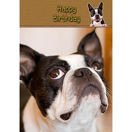 Boston Terrier Birthday Card