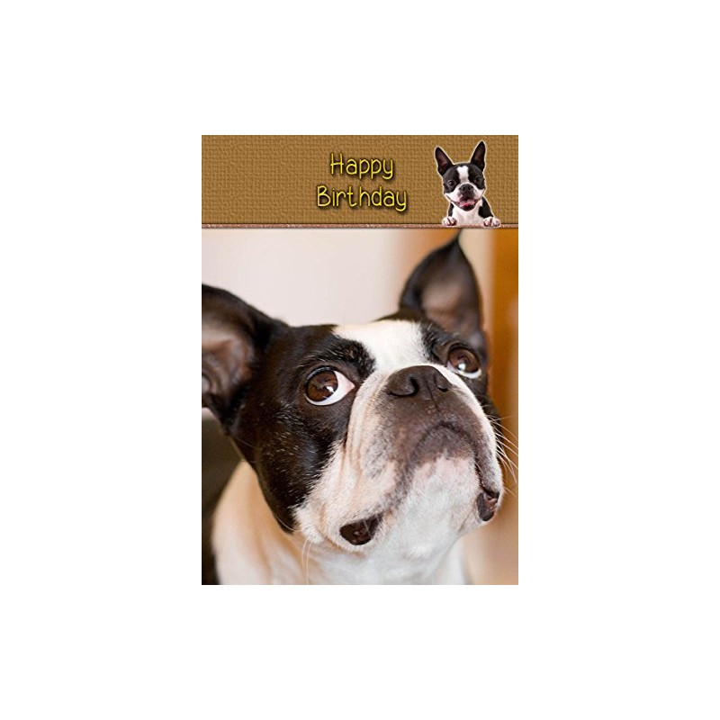 Boston Terrier Birthday Card