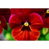 Viola Seeds Arkwright Ruby Viola Cornuta Pansies Red 40+ Seeds