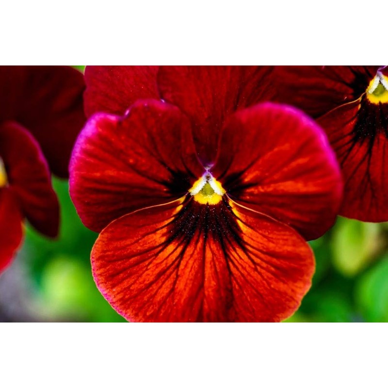 Viola Seeds Arkwright Ruby Viola Cornuta Pansies Red 40+ Seeds