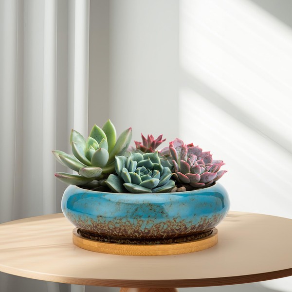 Succulent Pots with Wooden Tray: 7.5" Large Shallow Planter with