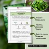 Sow Right Seeds - Bloomsdale Spinach Seeds for Planting -