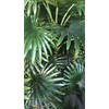 AMERIQUE 5 Feet Unique Tropical Fan Palm Tree Artificial Silk