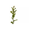 The Jonsteen Company Cork Oak | Medium Tree Seedling |