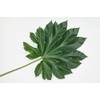 CZ Grain Giant Rice Paper Plant Seeds for Growing -
