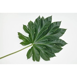 CZ Grain Giant Rice Paper Plant Seeds for Growing - 5 Seeds - Tetrapanax papyrifer