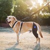 LufeLux Dog Knee Brace with Harness and Connection Belt, Lightweight