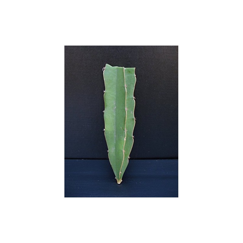 Red Dragon Fruit Live Plant Easy Growing Juicy Sweet