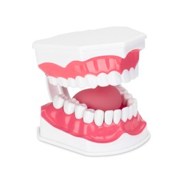 Practicon Dental Hygiene Model with Moveable Tongue, 2X Life Size Demonstration Teeth Model, for Teaching Brushing, Flossing to Kids, Students, Patients, Dentist Office and Classroom Dental Education