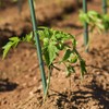 EcoStake Garden Stakes 6-Ft for Climbing Plants Supports Pole 20