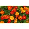 500 French Marigold Sparky Mix Flower Seeds Tagetes Patula -