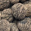 5 Black Walnut Tree Seeds , Juglans Nigra - Northern