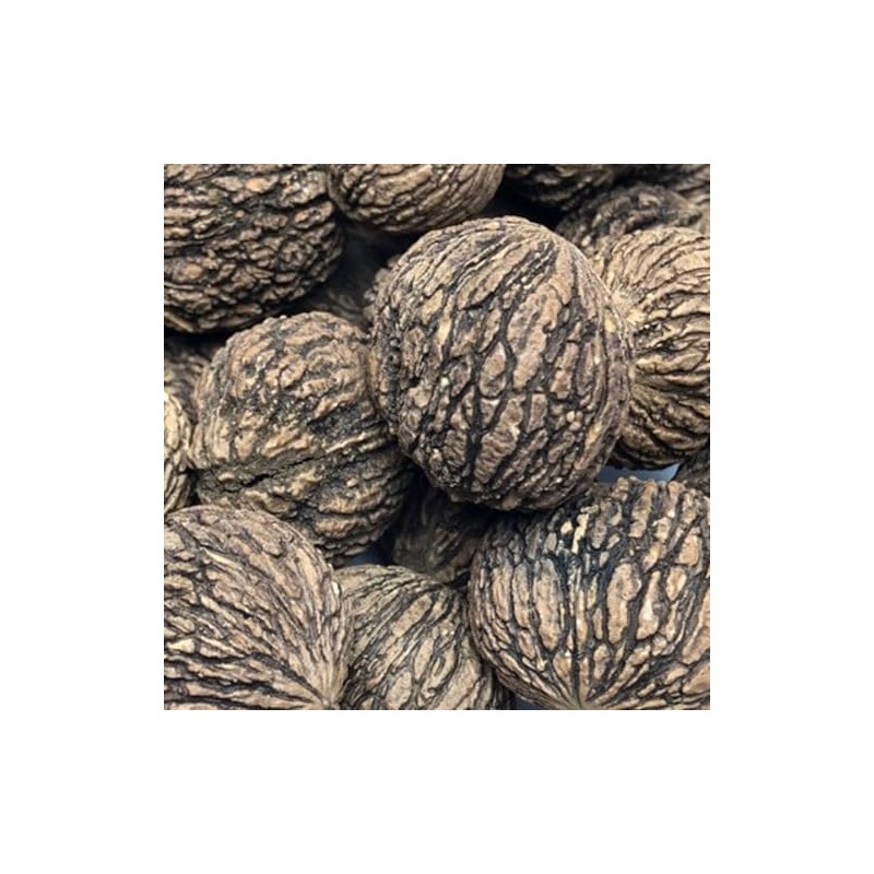 5 Black Walnut Tree Seeds , Juglans Nigra - Northern