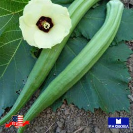 Maxboba Okra Seeds Perkins Long Pod Non-GMO Heirloom - 160 Seeds