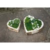 FRANK FLECHTWAREN Birch Plant Heart Set of 2 for Wedding