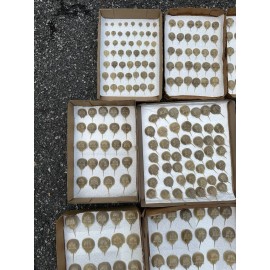 Horseshoe Crab Shells Molts - 5 Piece Lot - $25