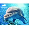 Animal Planet Dolphin 3D Effect 63 Piece Puzzle